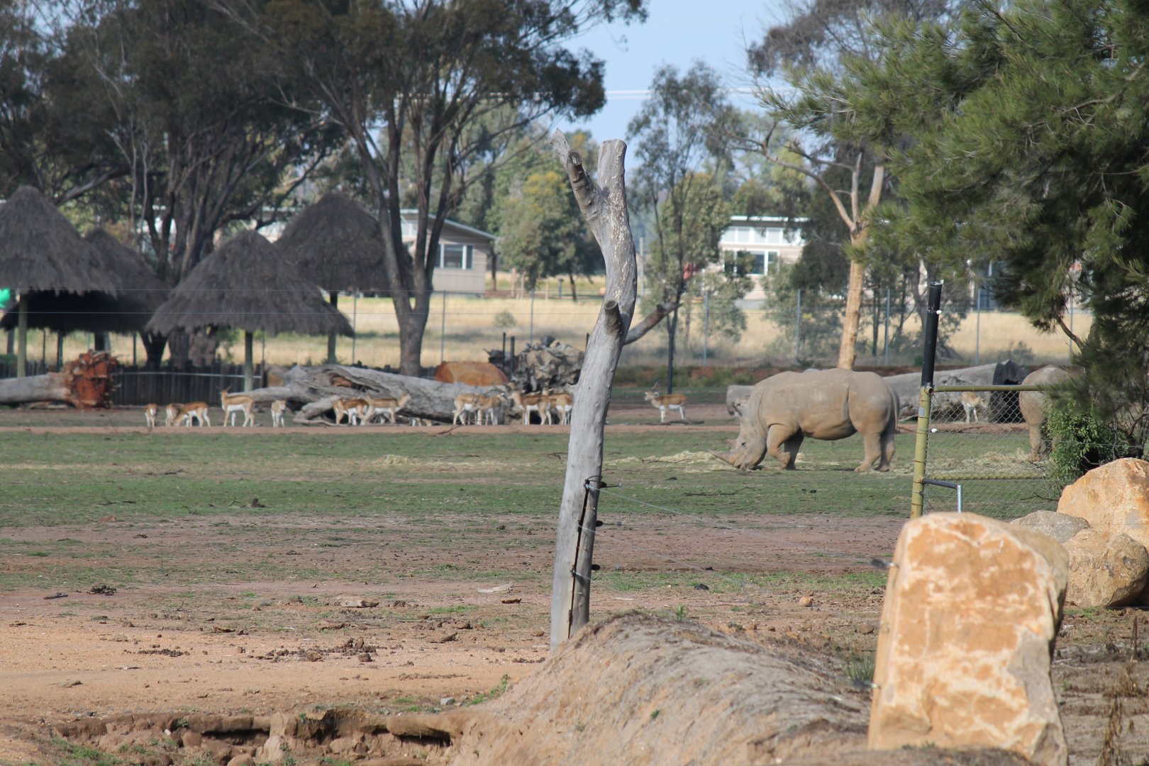 View of distant animals on the savannah