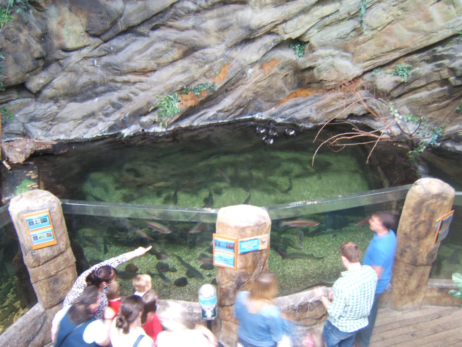 View of Diving Duck exhibit