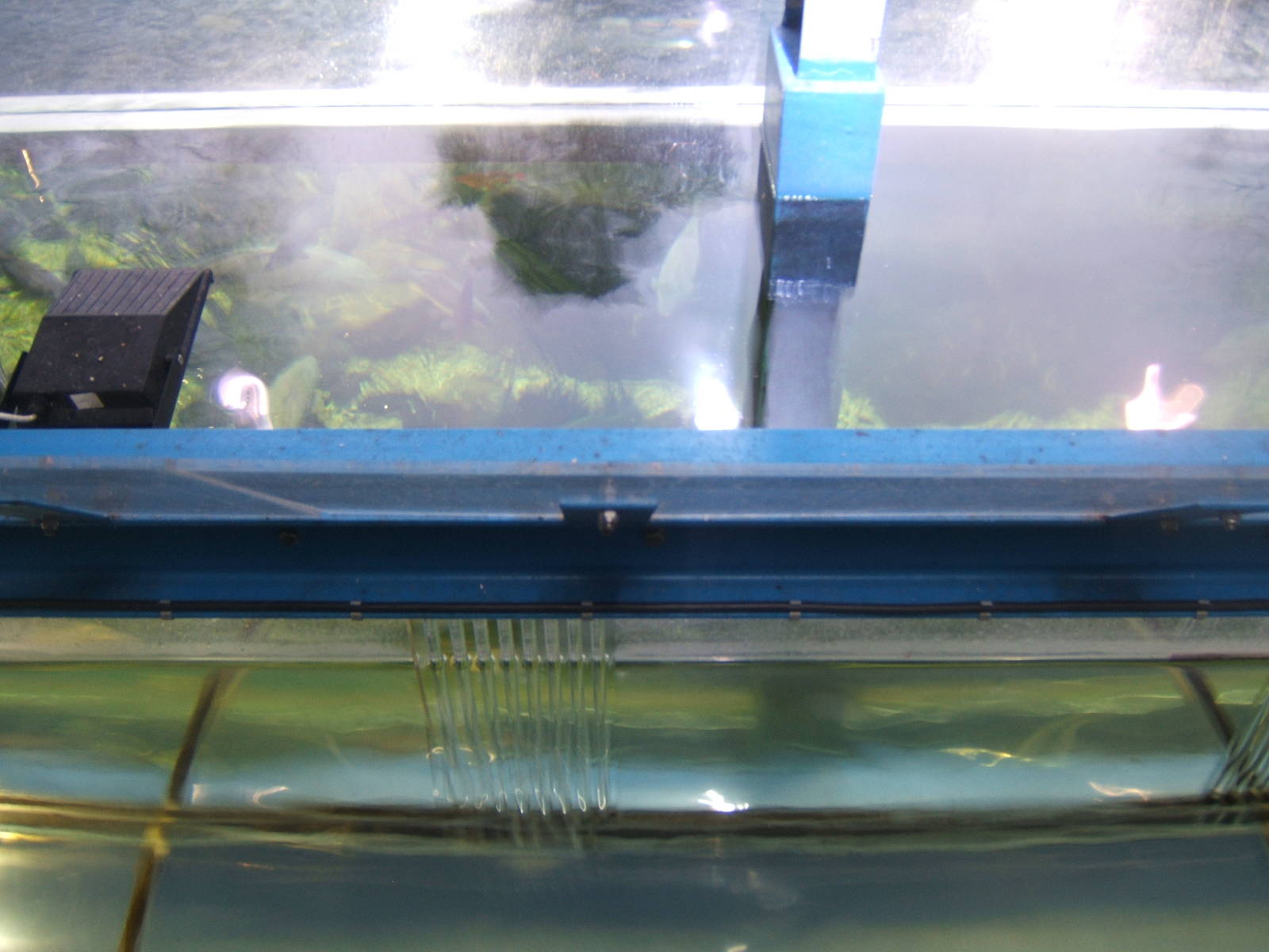 View of Diving Duck/Otter exhibit divide