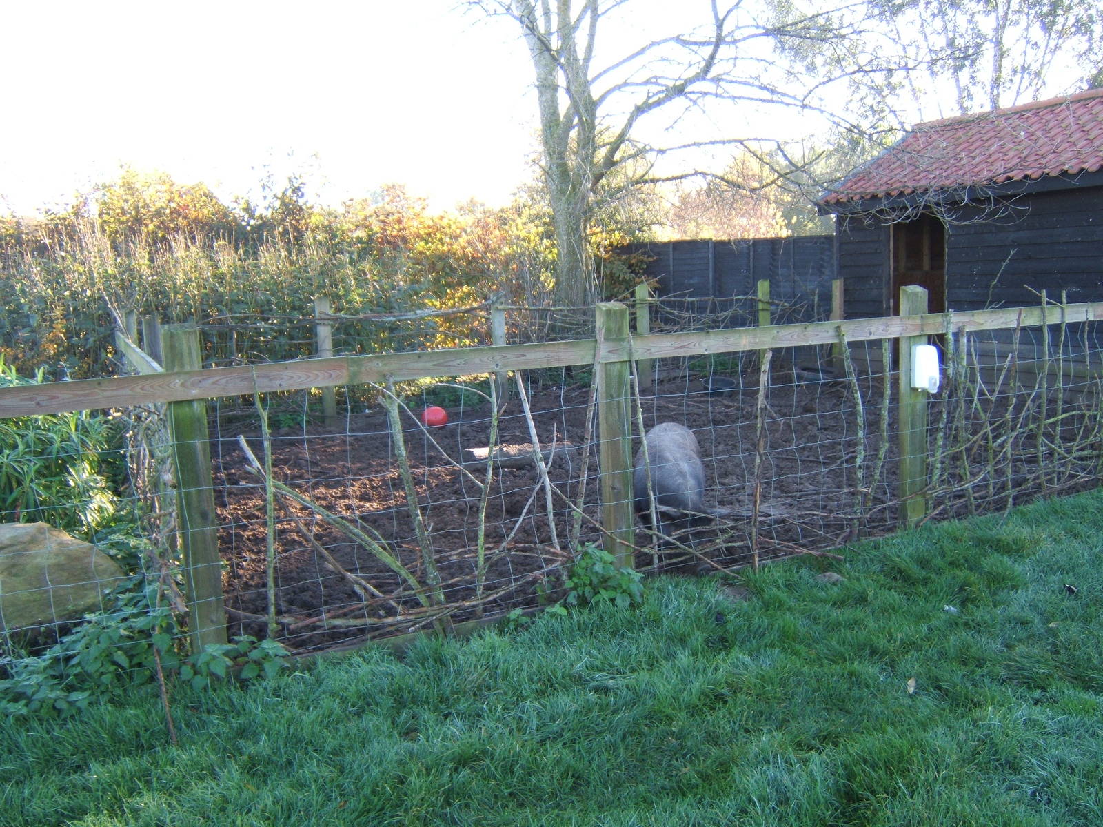 View of Domestic Pig enclosure