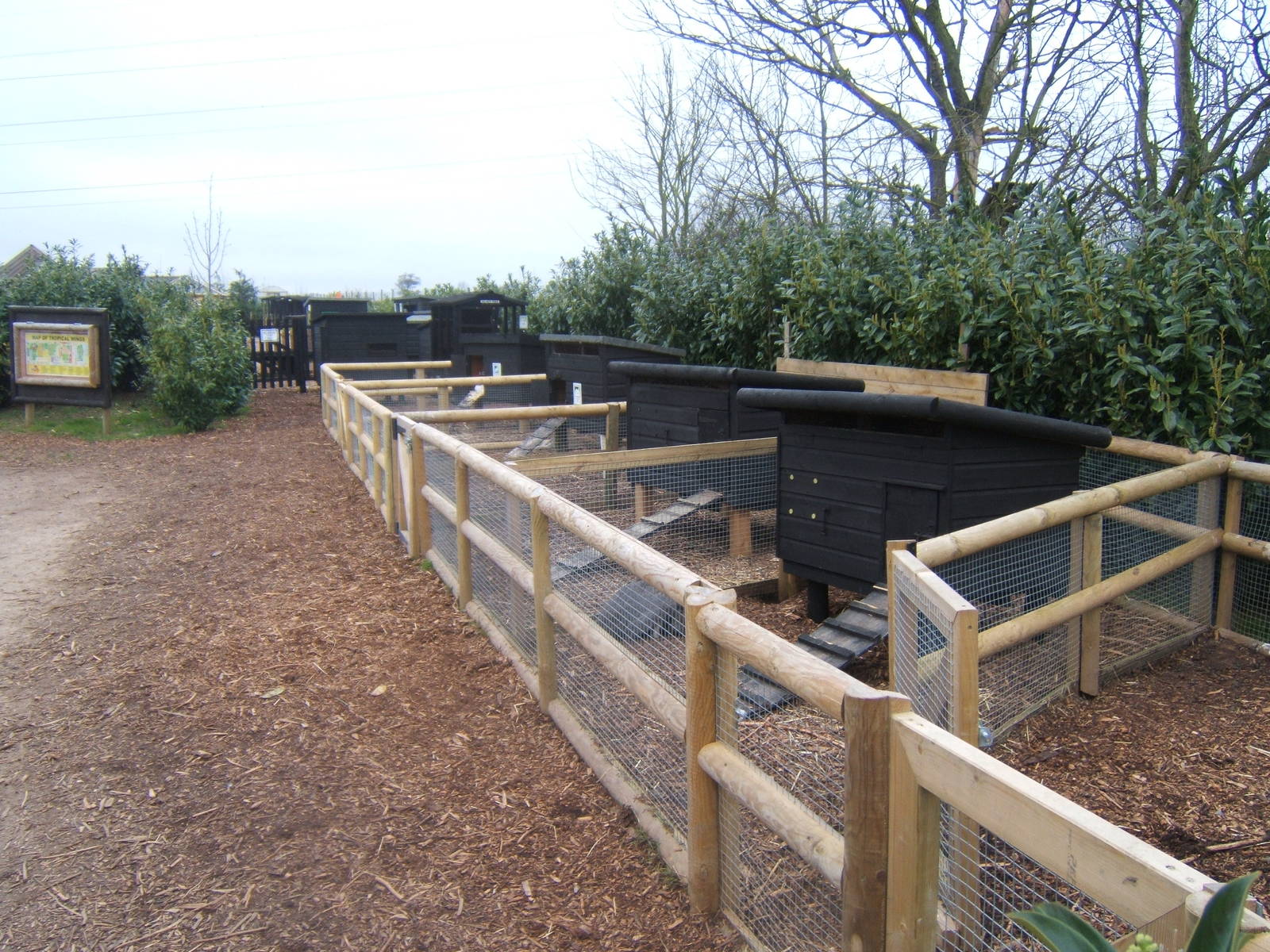View of domestic rabbit runs