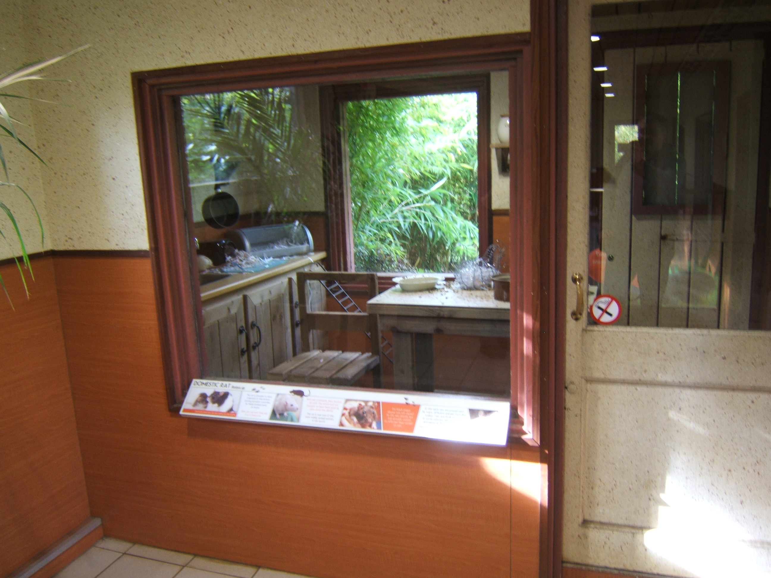 View of Domestic Rat exhibit in animal encounter room