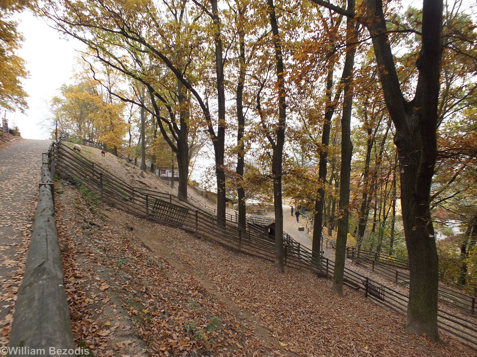 View of Domestic Sheep Enclosures