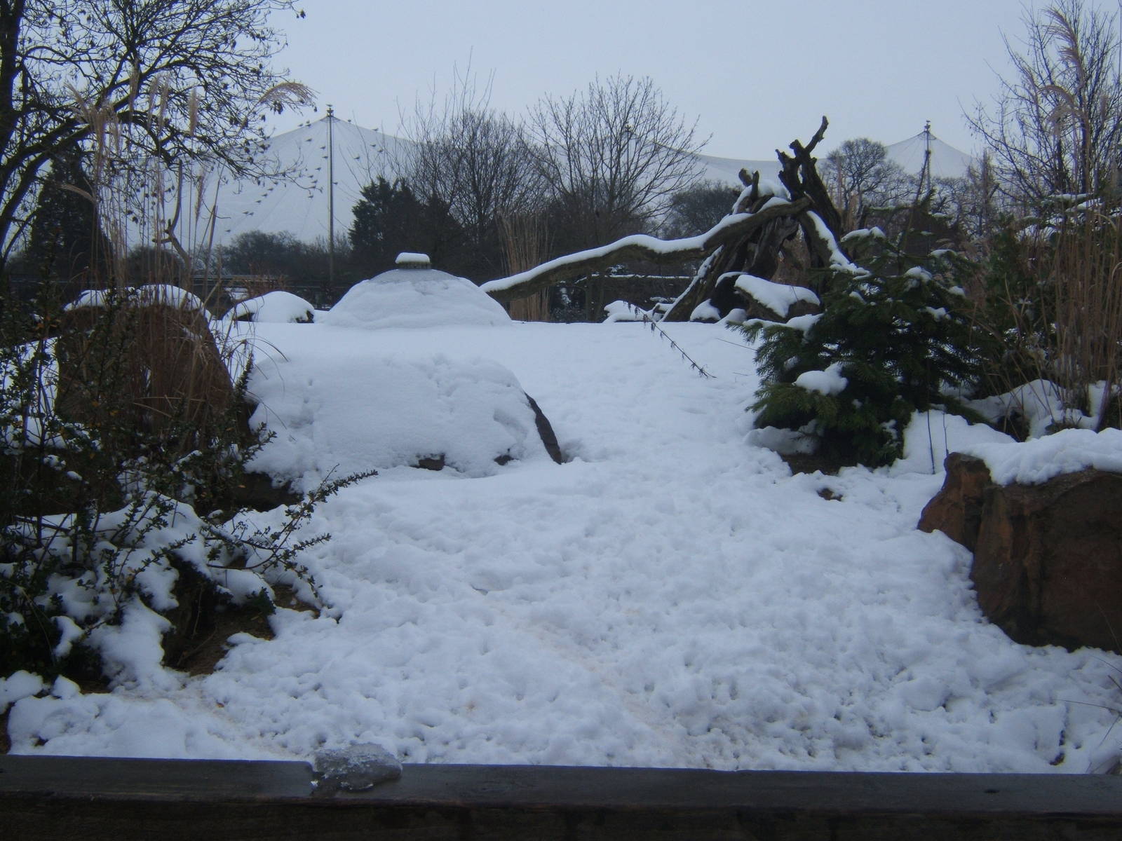 View of Dwarf Mongoose exhibit in snow