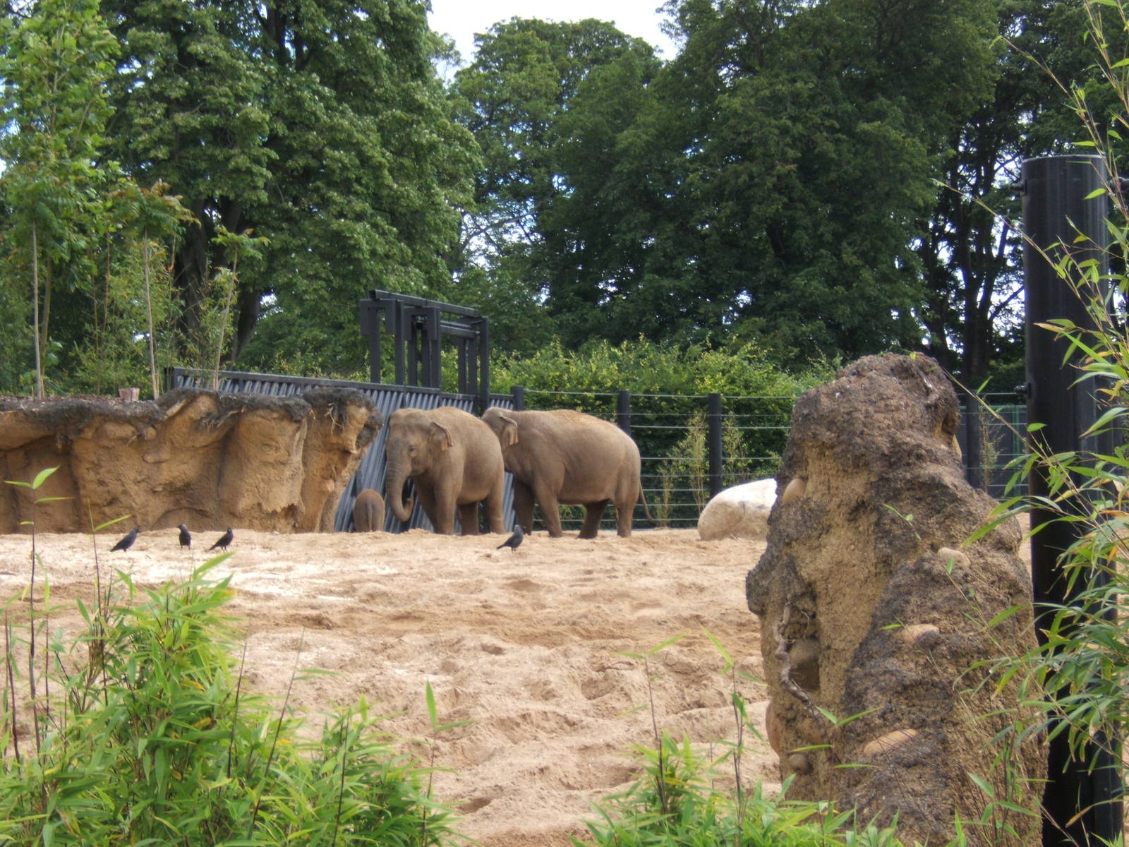 View of Elephants in the new enclosure taken 14/07/2007