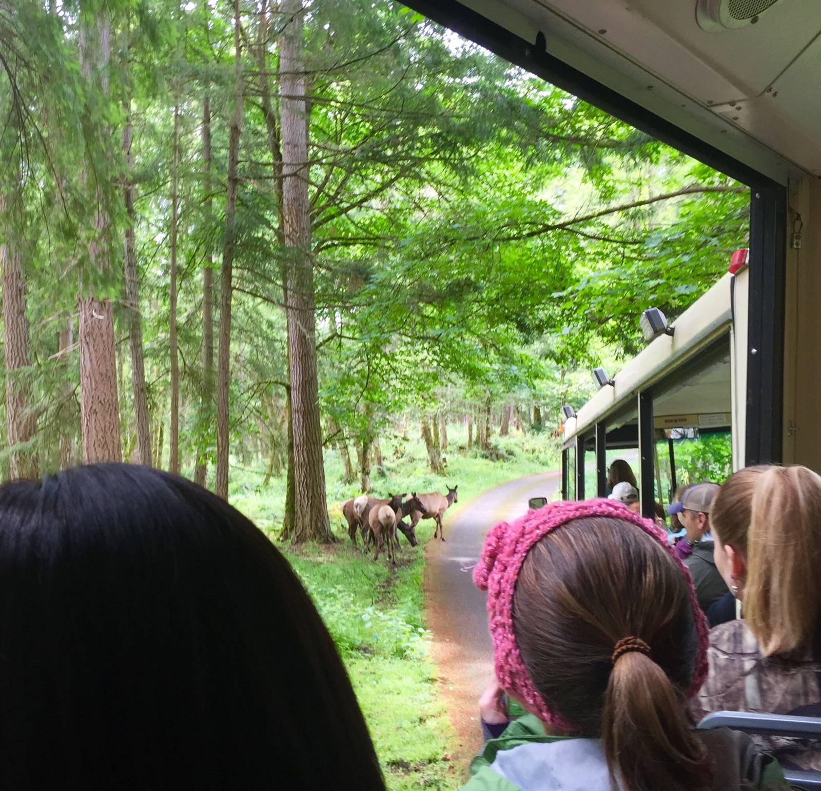 View of Elk from Tram.