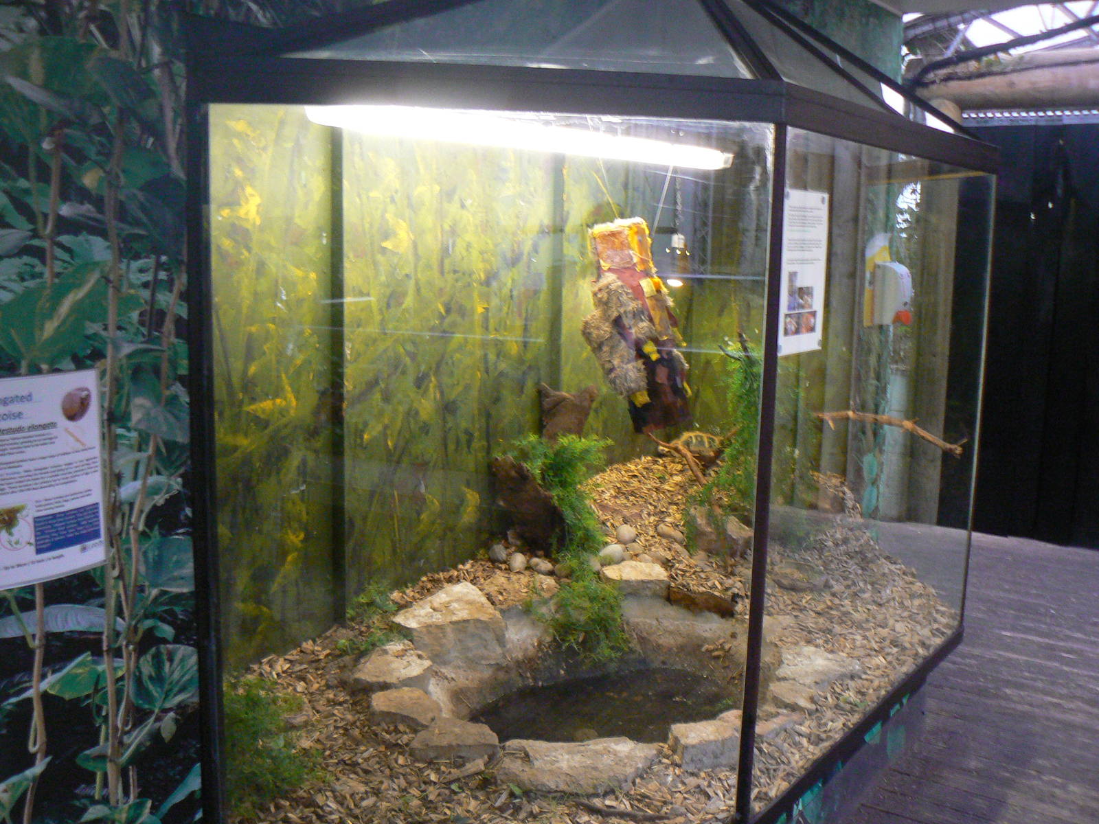 View of Elongated Tortoise Enclosure - 1 October 2016