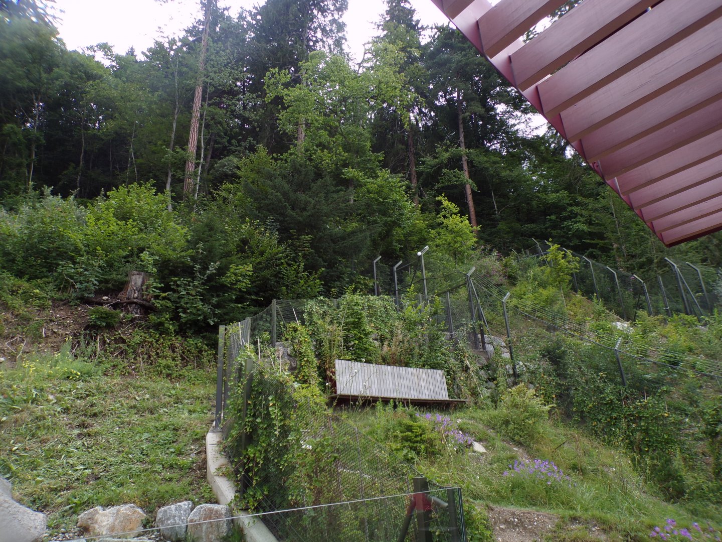 View of European badger and red fox enclosures 9.7.25