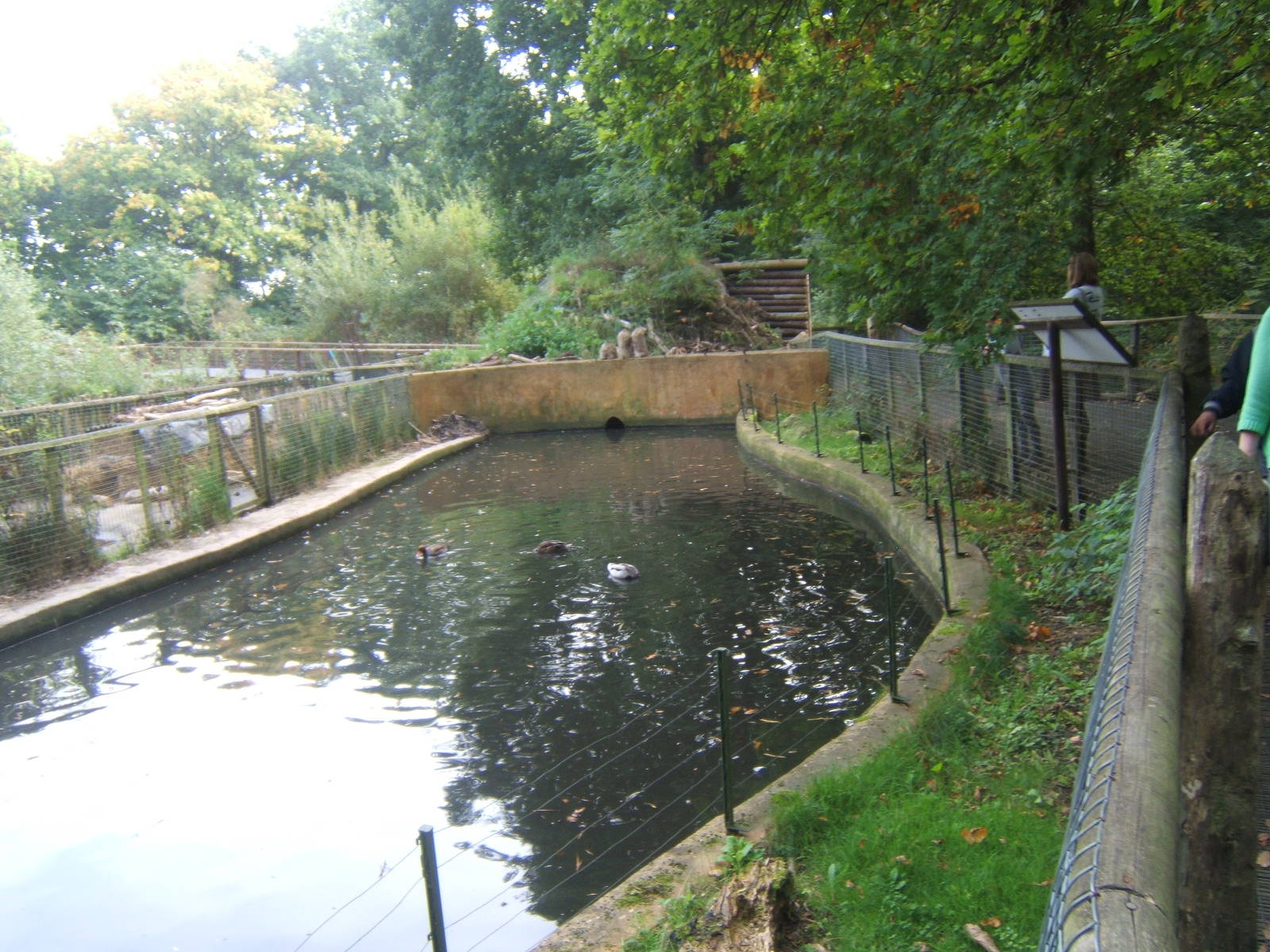 View of European Beaver enclosure