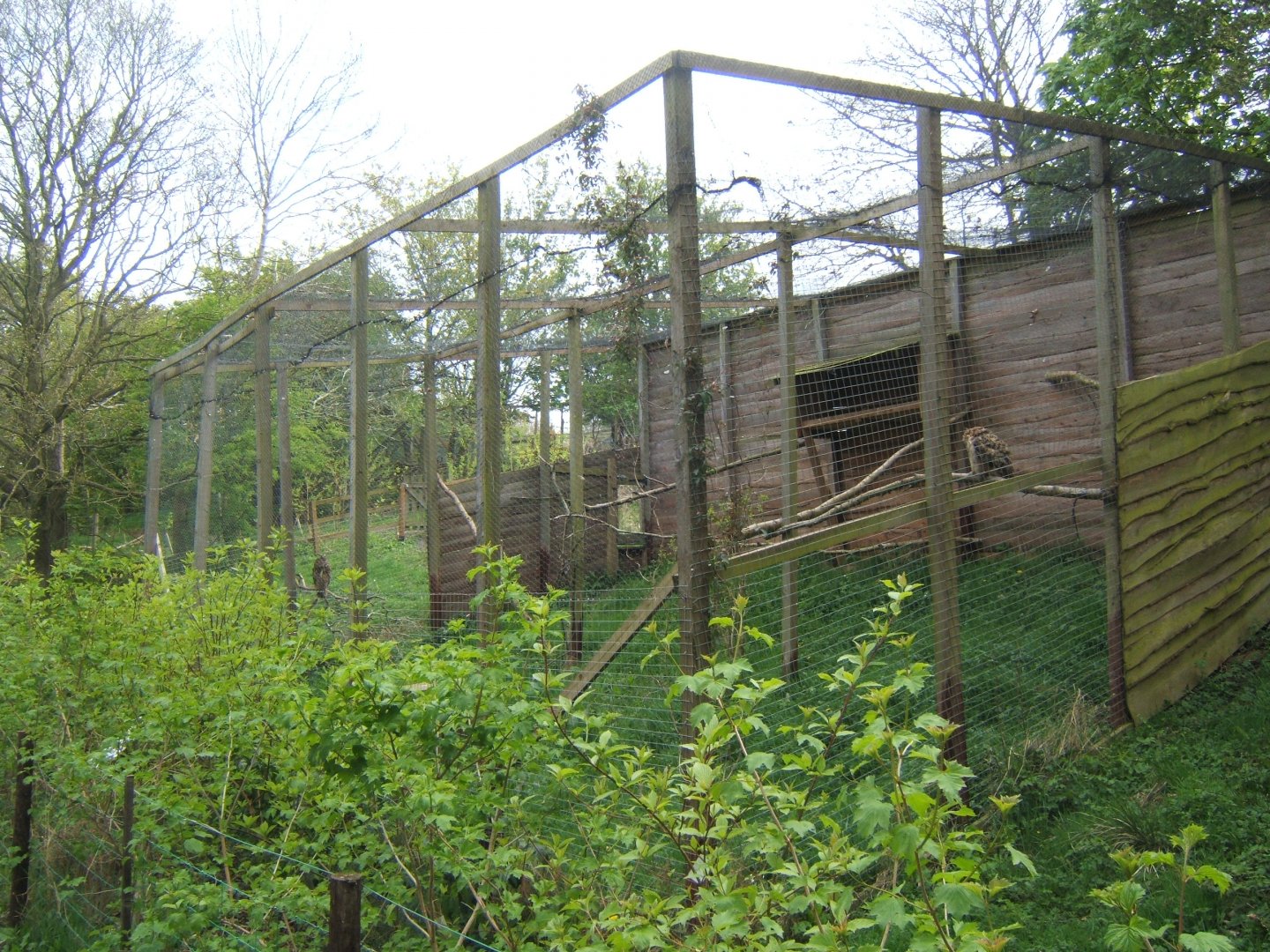 View of European Eagle Owl Aviary