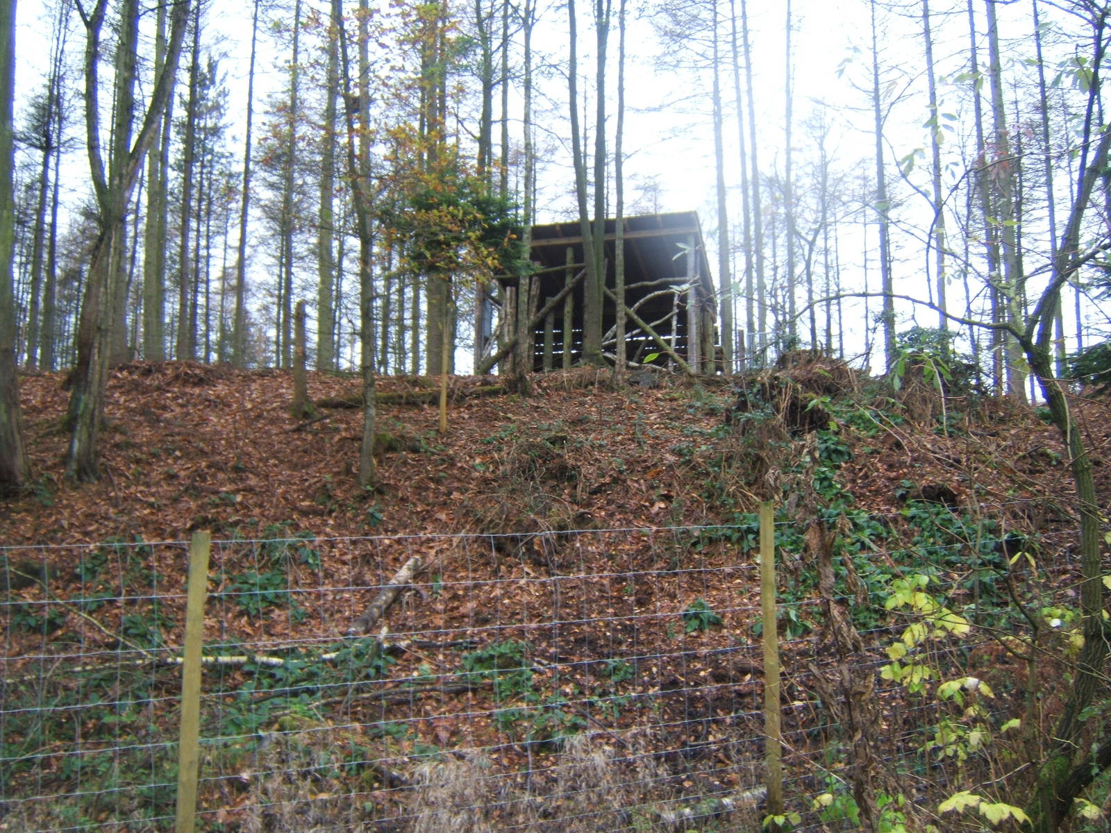 View of European Moose enclosure housing