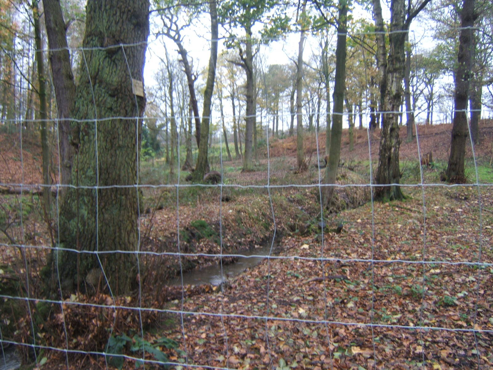 View of European Moose enclosure