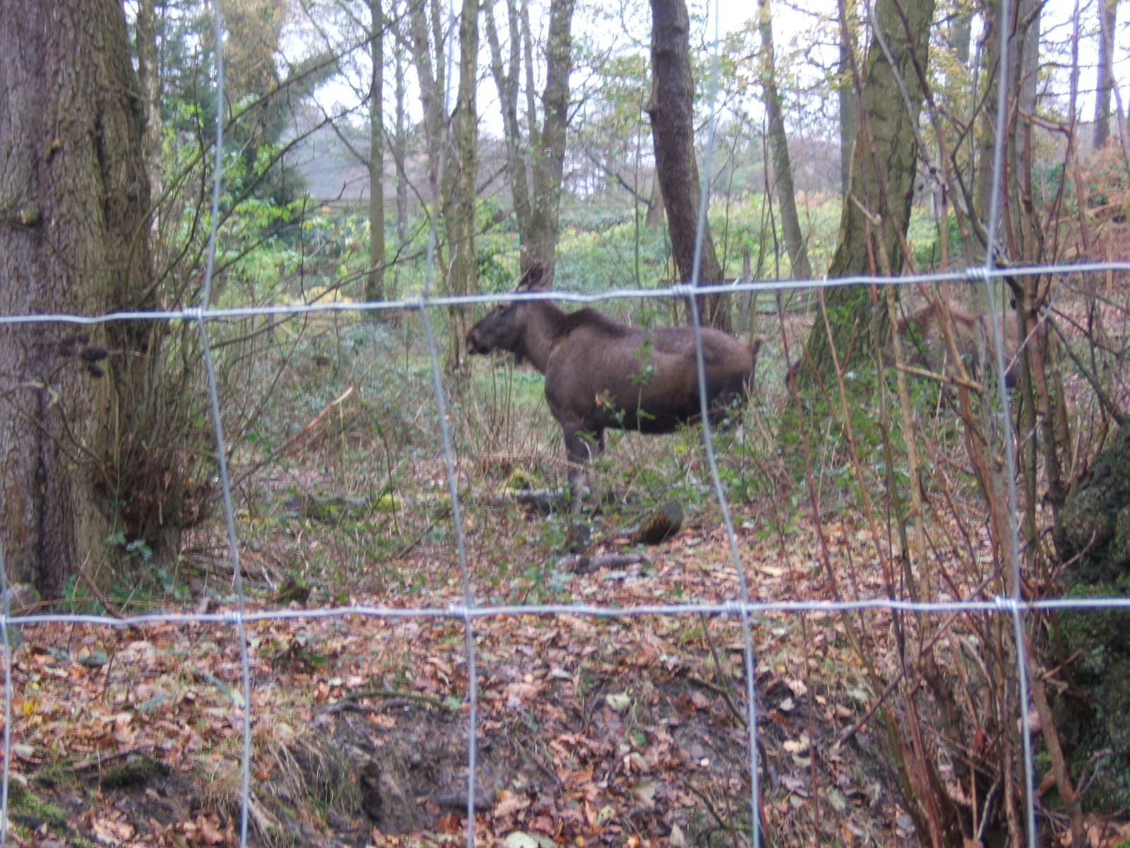 View of European Moose enclosure