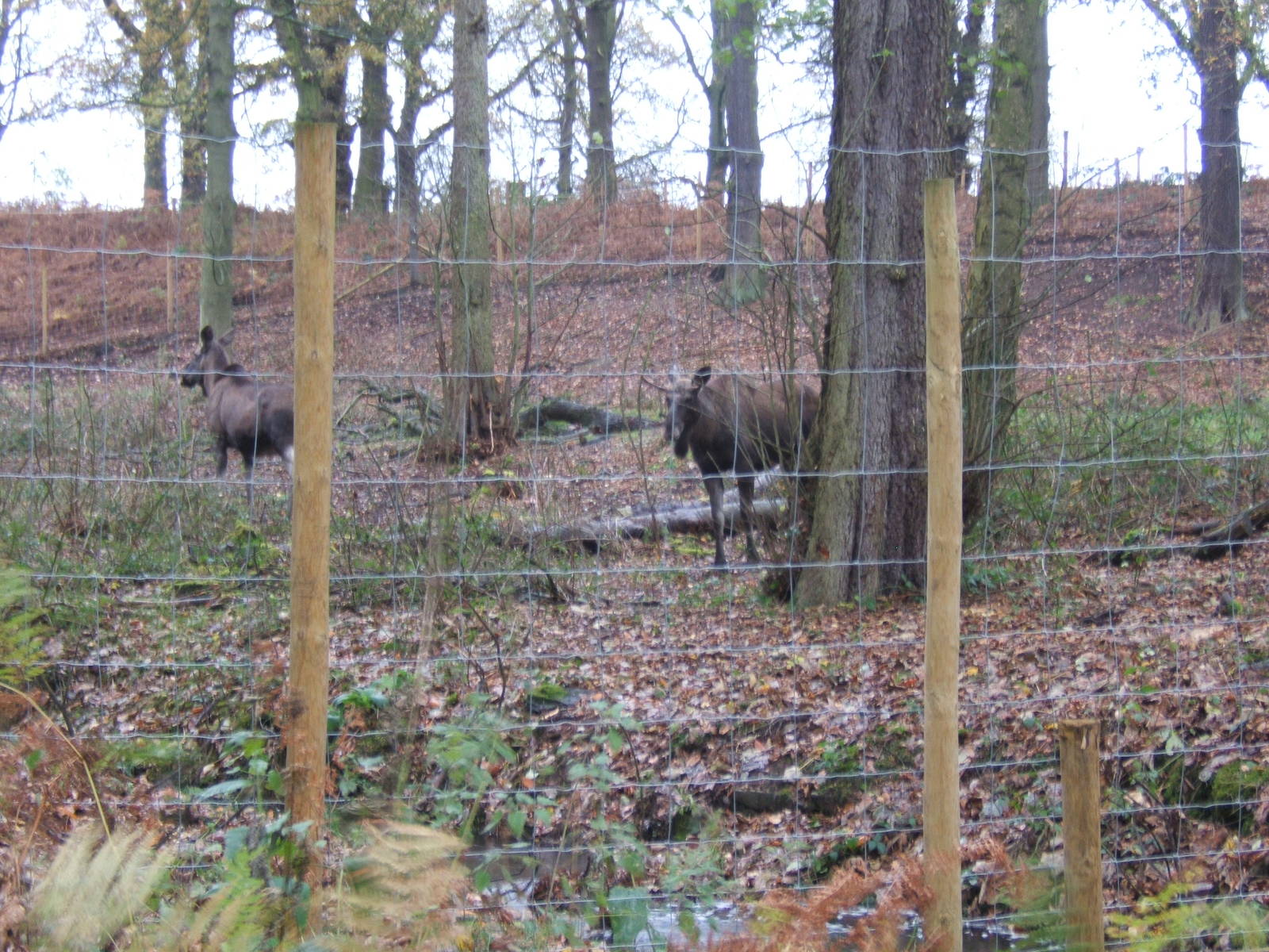 View of European Moose enclosure