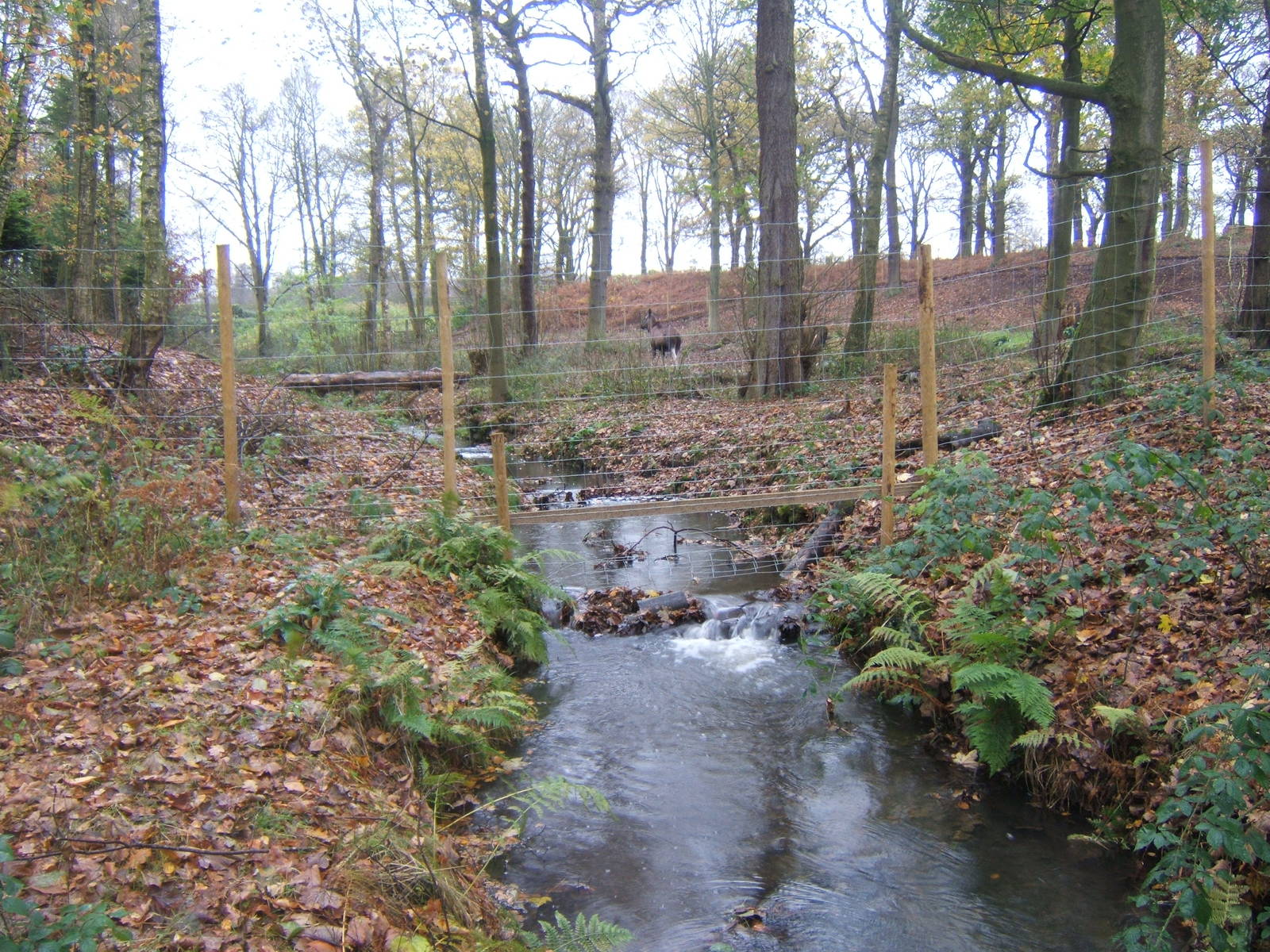 View of European Moose enclosure