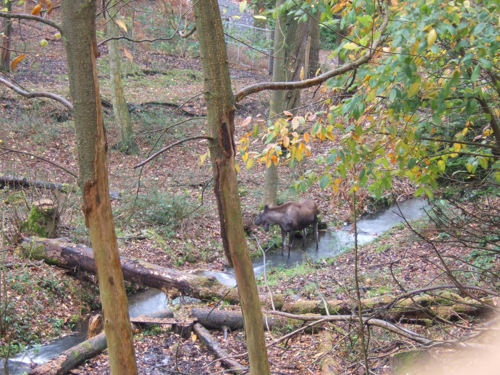 View of European Moose enclosure