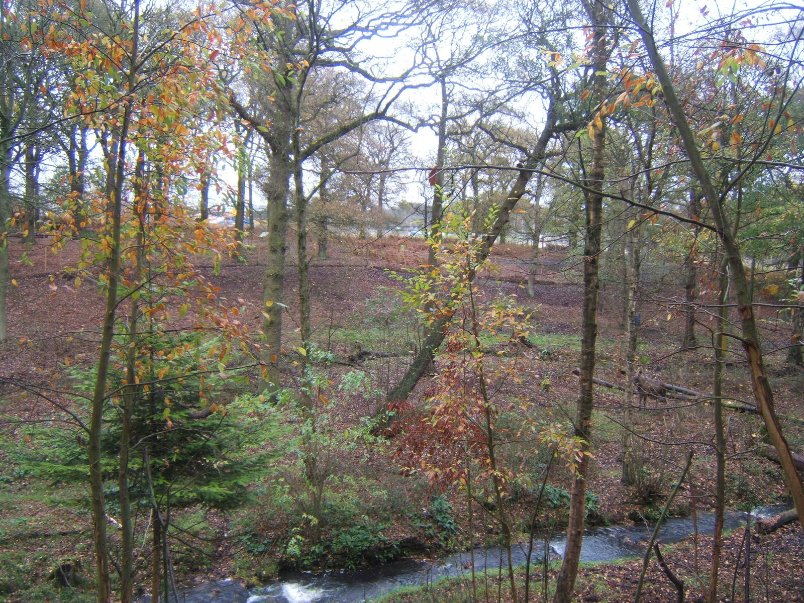 View of European Moose enclosure