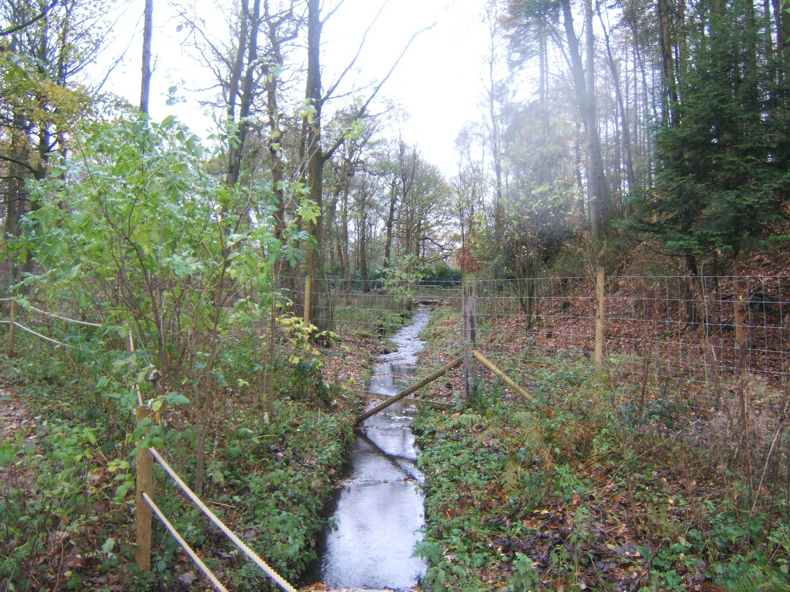 View of European Moose enclosure