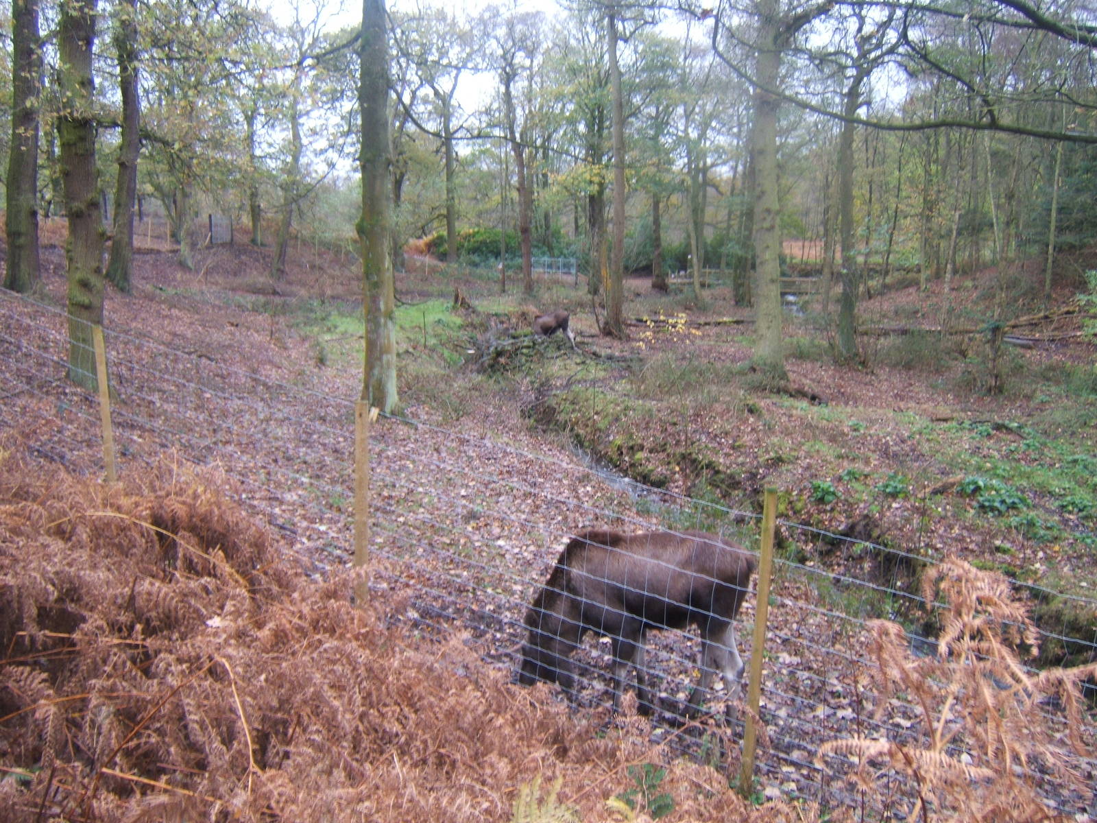 View of European Moose enclosure