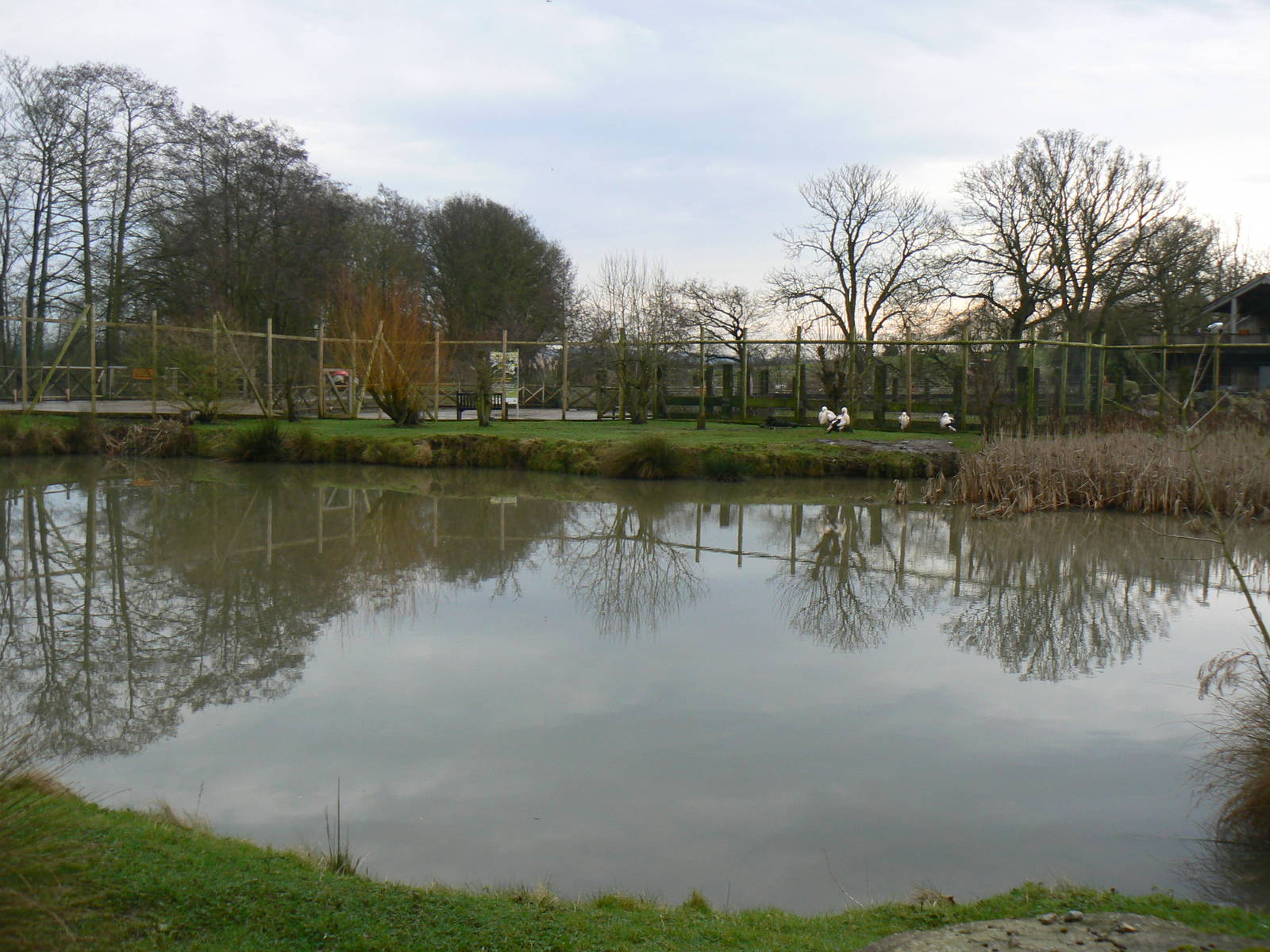 View of European White Stork Enclosure - 24 January 2016