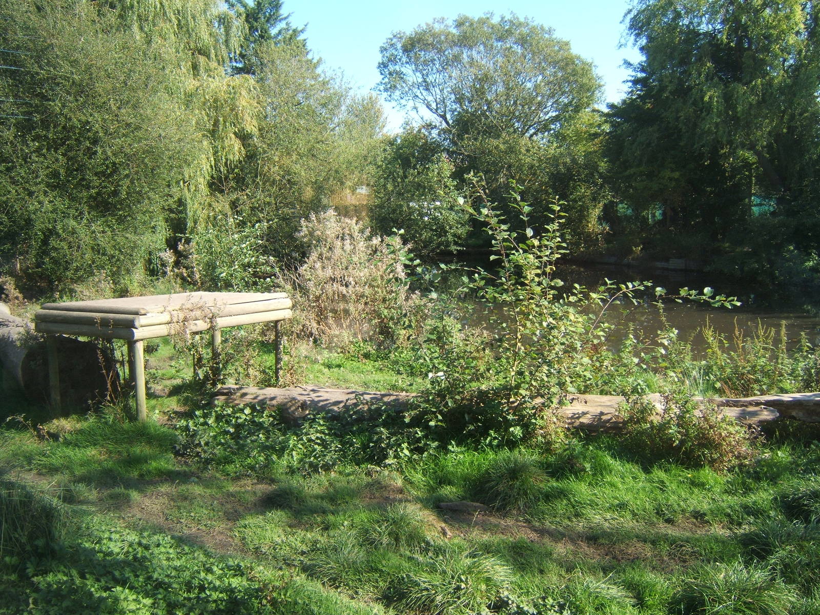 View of European Wolf enclosure