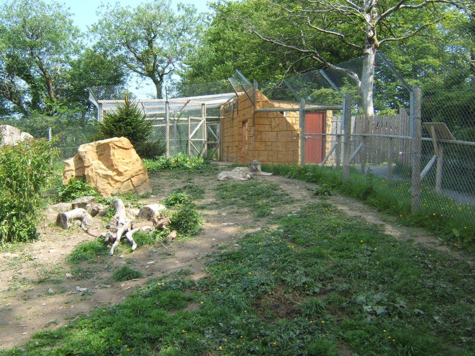 View of European Wolf