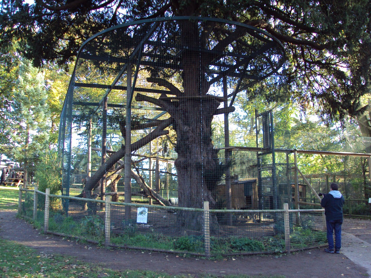 View of extension to Amur Leopard enclosure 27/10/2019