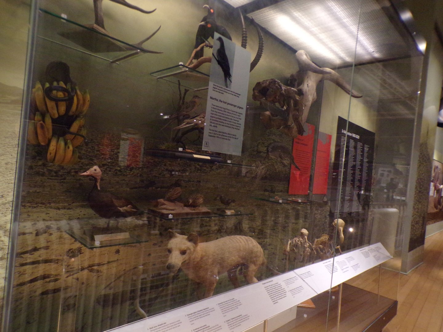 View of extinct animal exhibit 30.12.22
