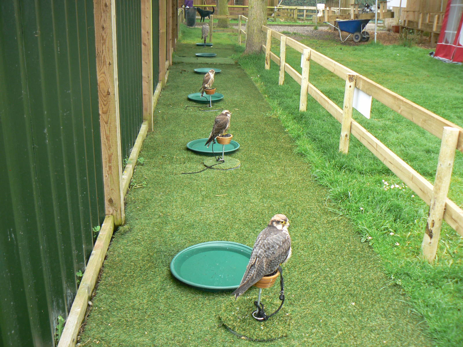 View of Falcons - 11 June 2016