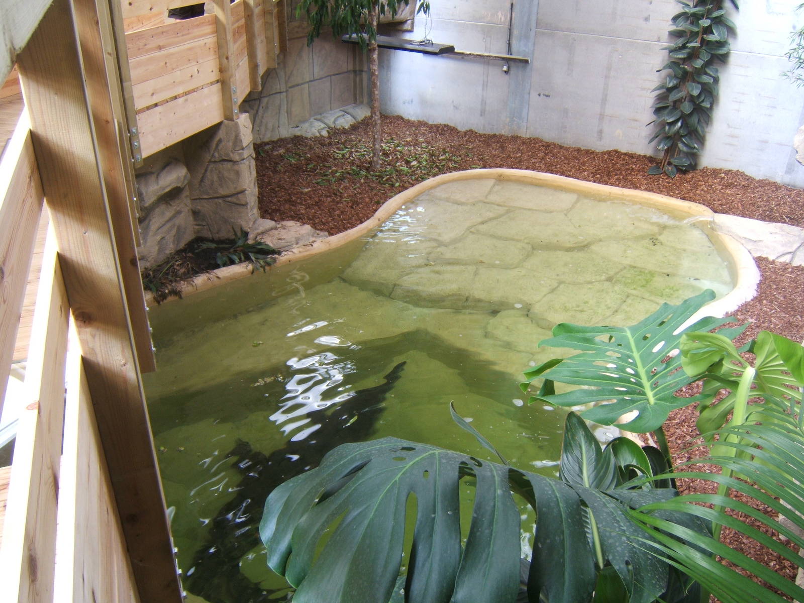 View of False Gharial enclosure