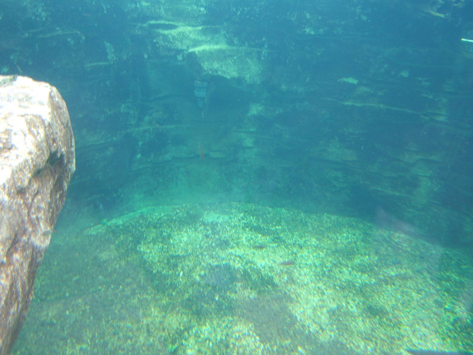 View of False Gharial exhibit pool