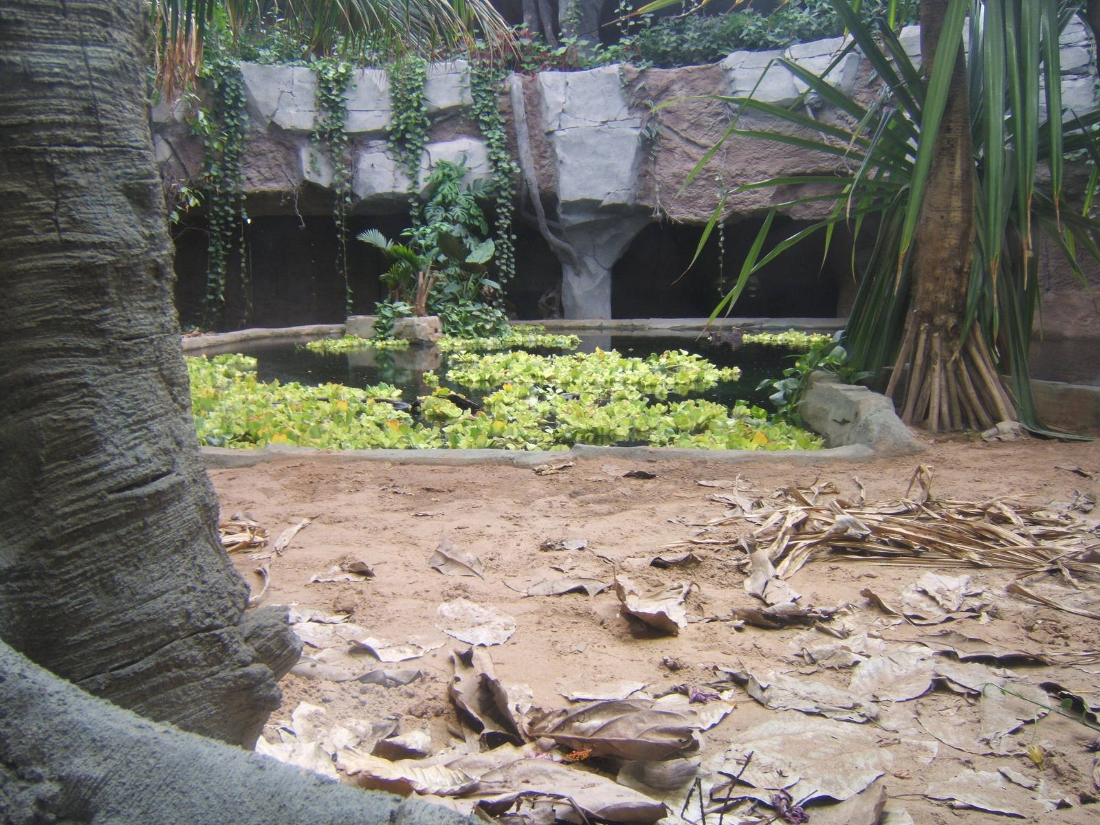 View of False Gharial exhibit
