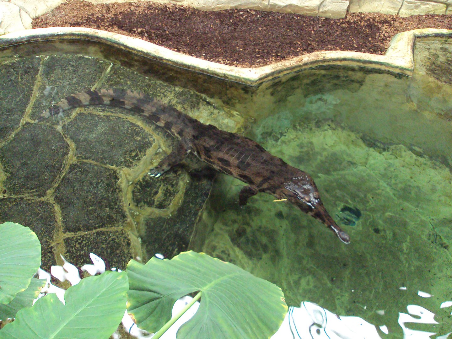 View of female Thomistoma 31/10/2019