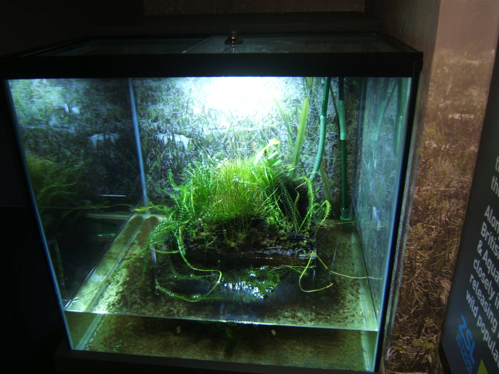 View of Fen Raft Spider exhibit