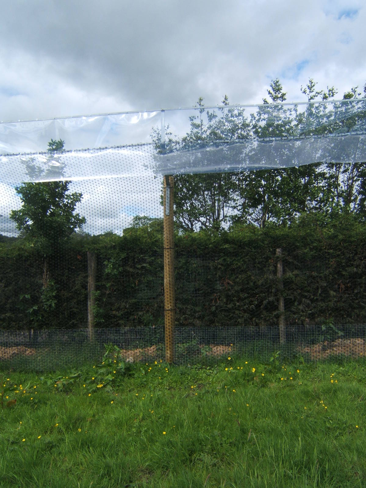 View of fencing round Lemur Walk through