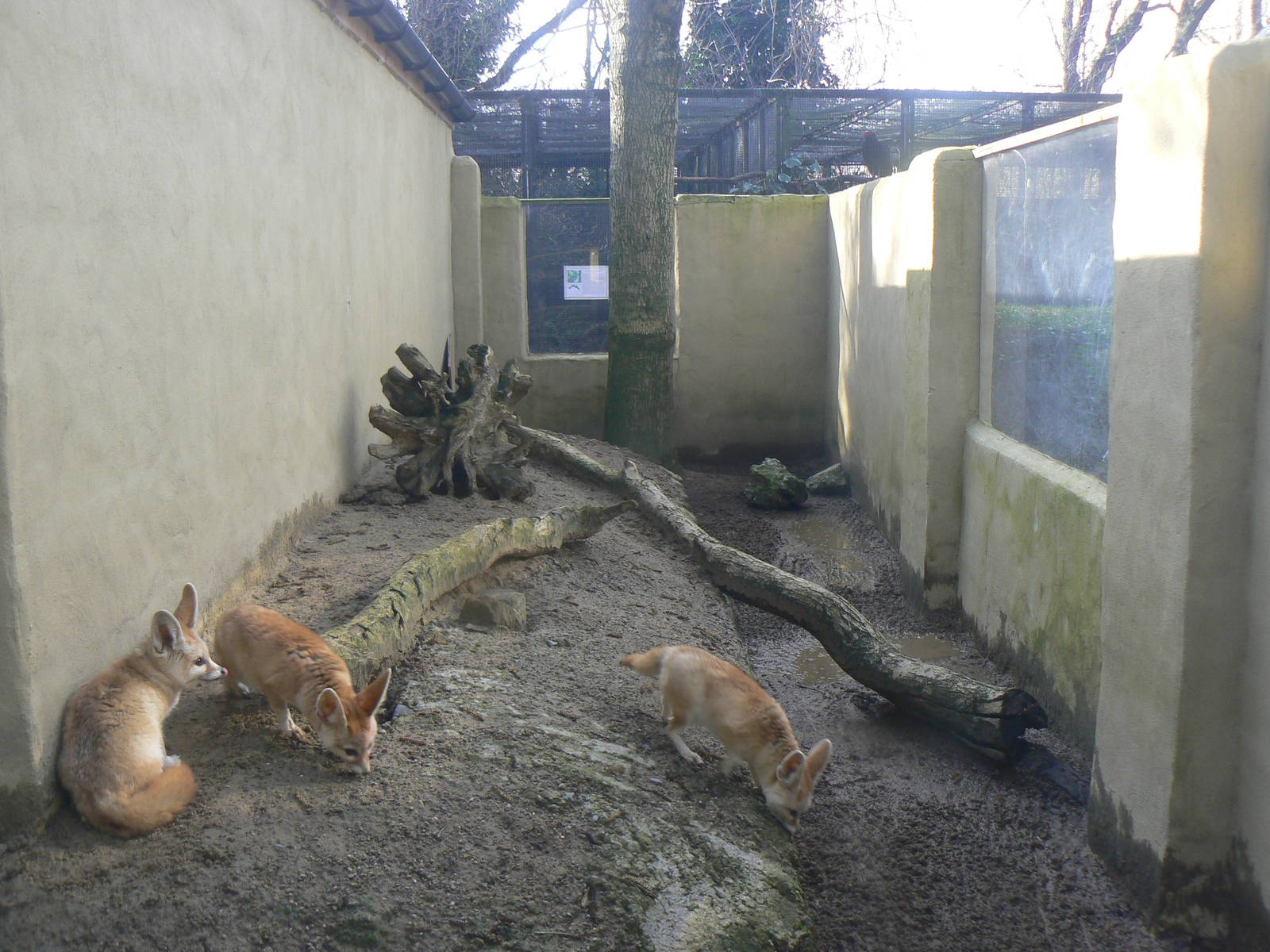 View of Fennec Fox Enclosure - 16 February 2016, Kirkleatham Owl Centre