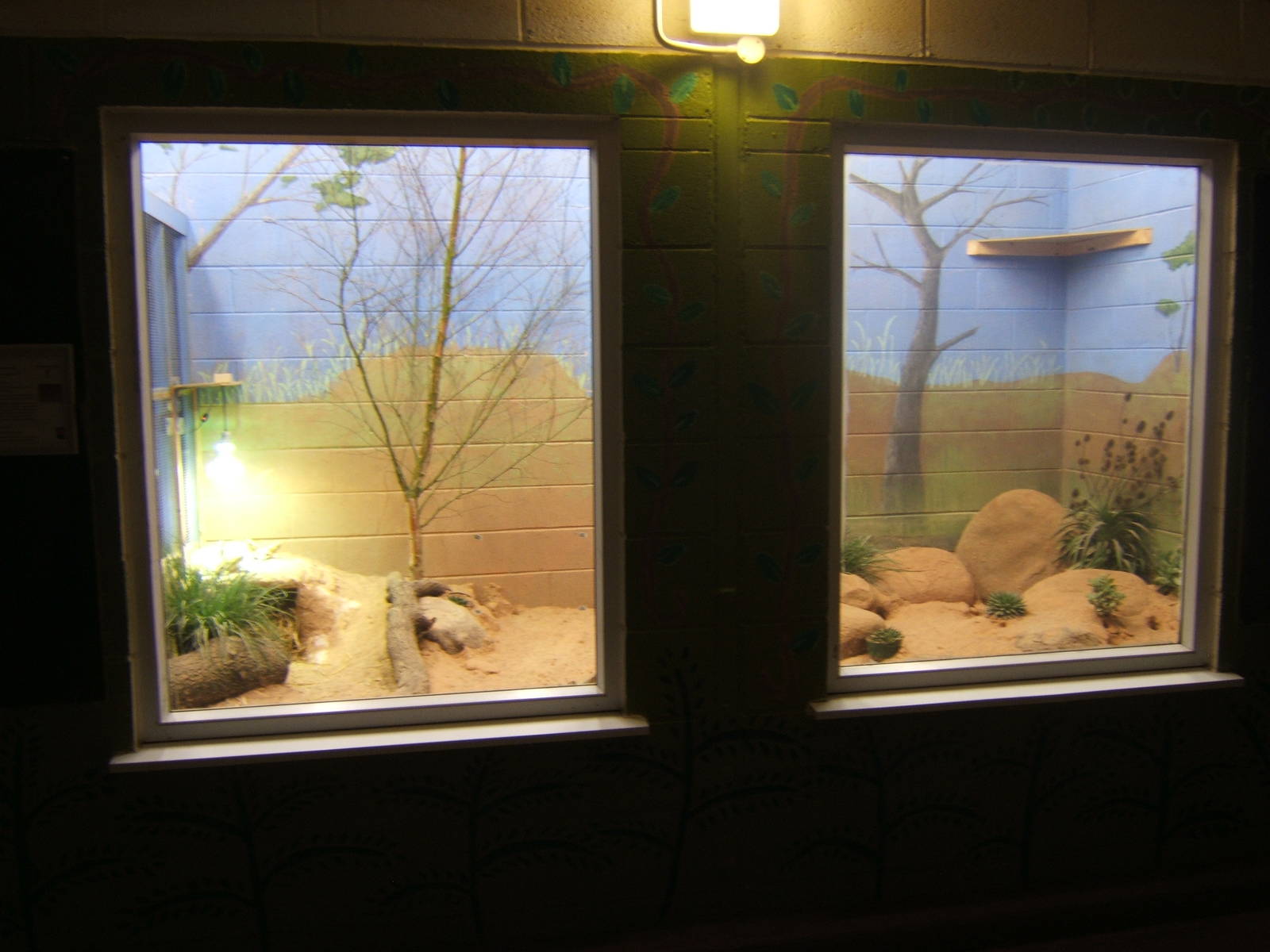 View of Fennec Fox enclosure