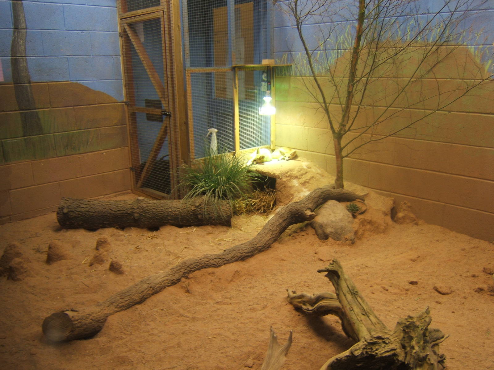 View of Fennec Fox enclosure