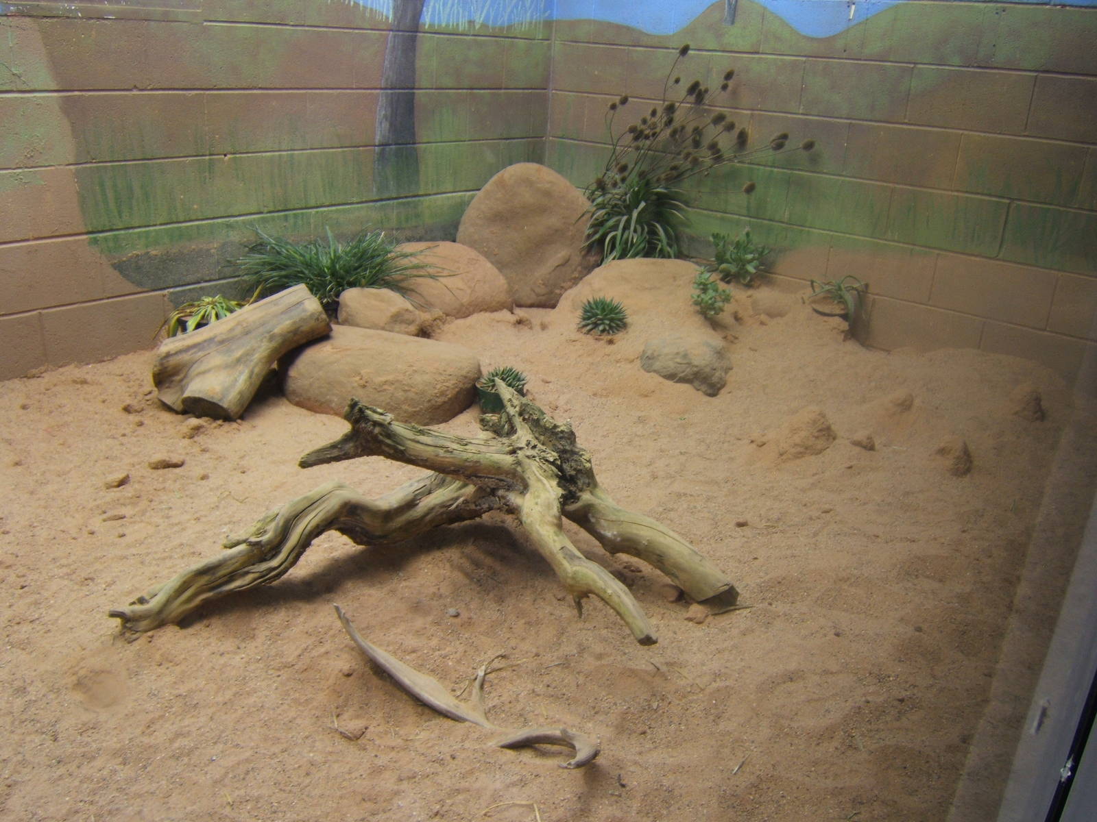 View of Fennec Fox enclosure