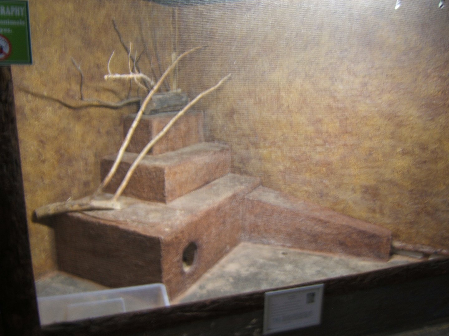 View of Fennec Fox exhibit