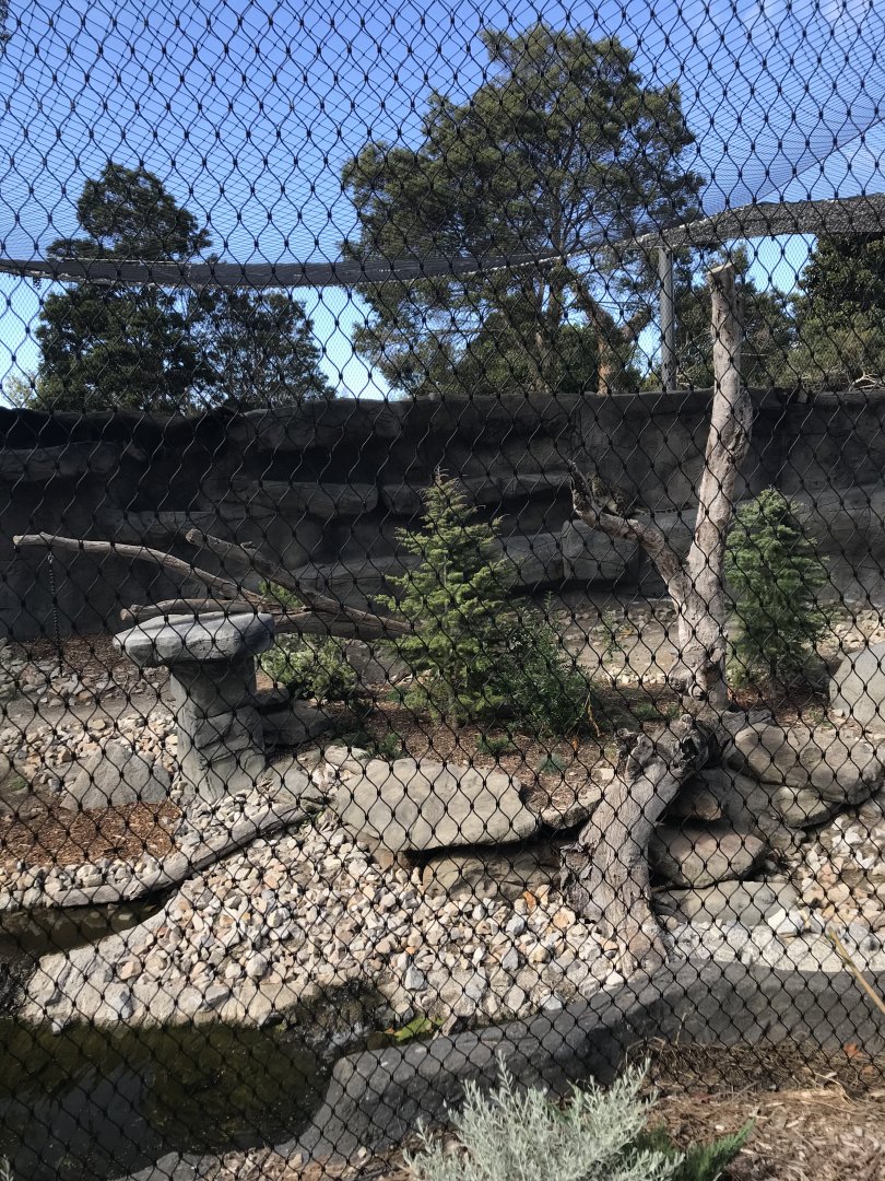 View of first snow leopard exhibit