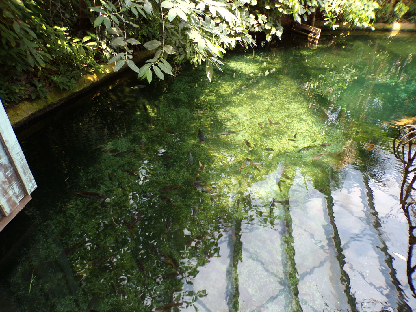 View of fish in the Manatee pool 6.7.23