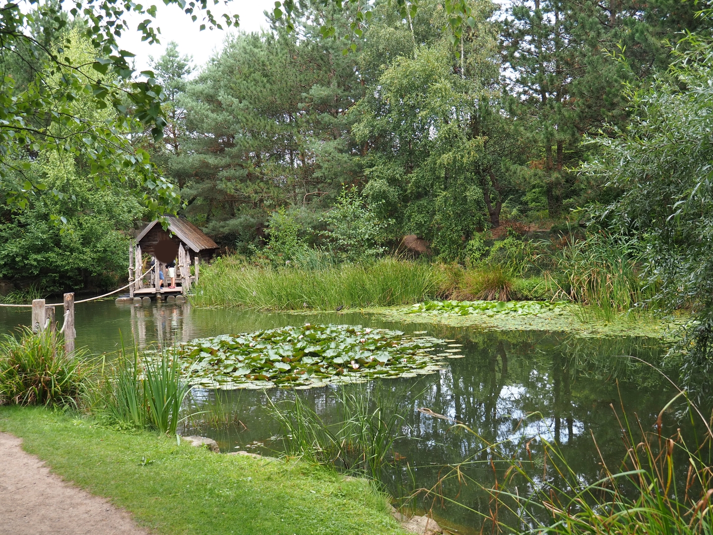 View of fish pond (Aug 28th, 2018)