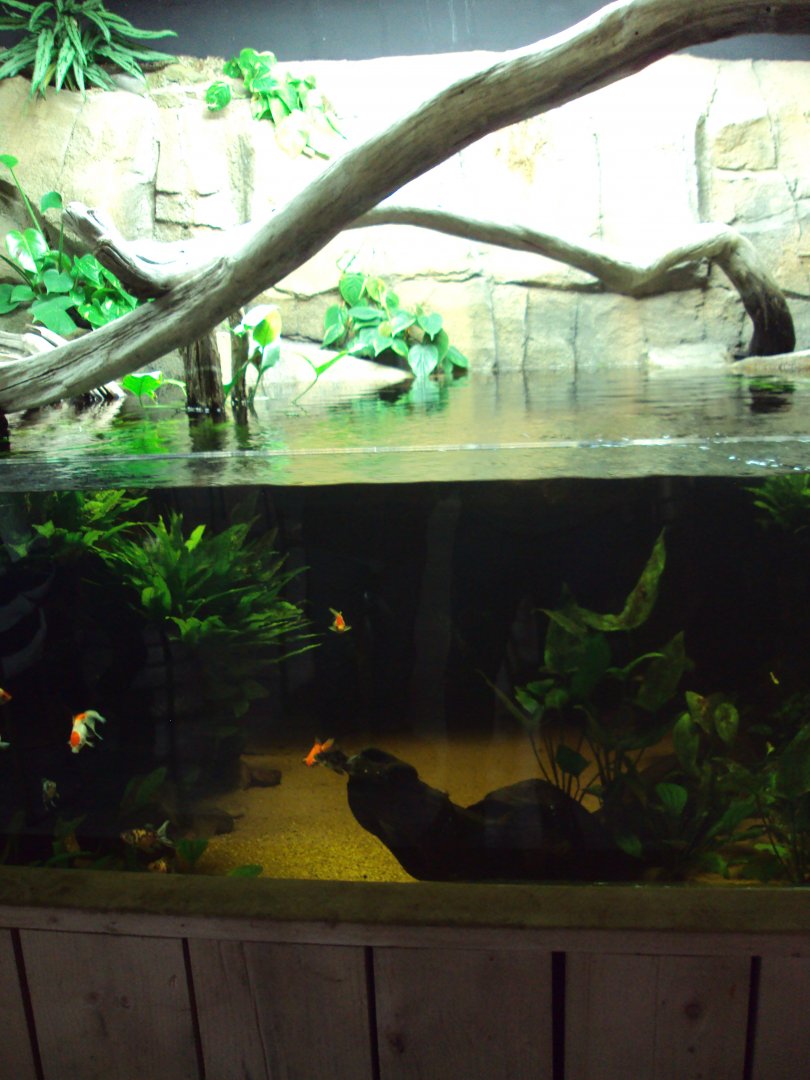 View of Fish Tank before arrival of fish from Australia 22/12/2019