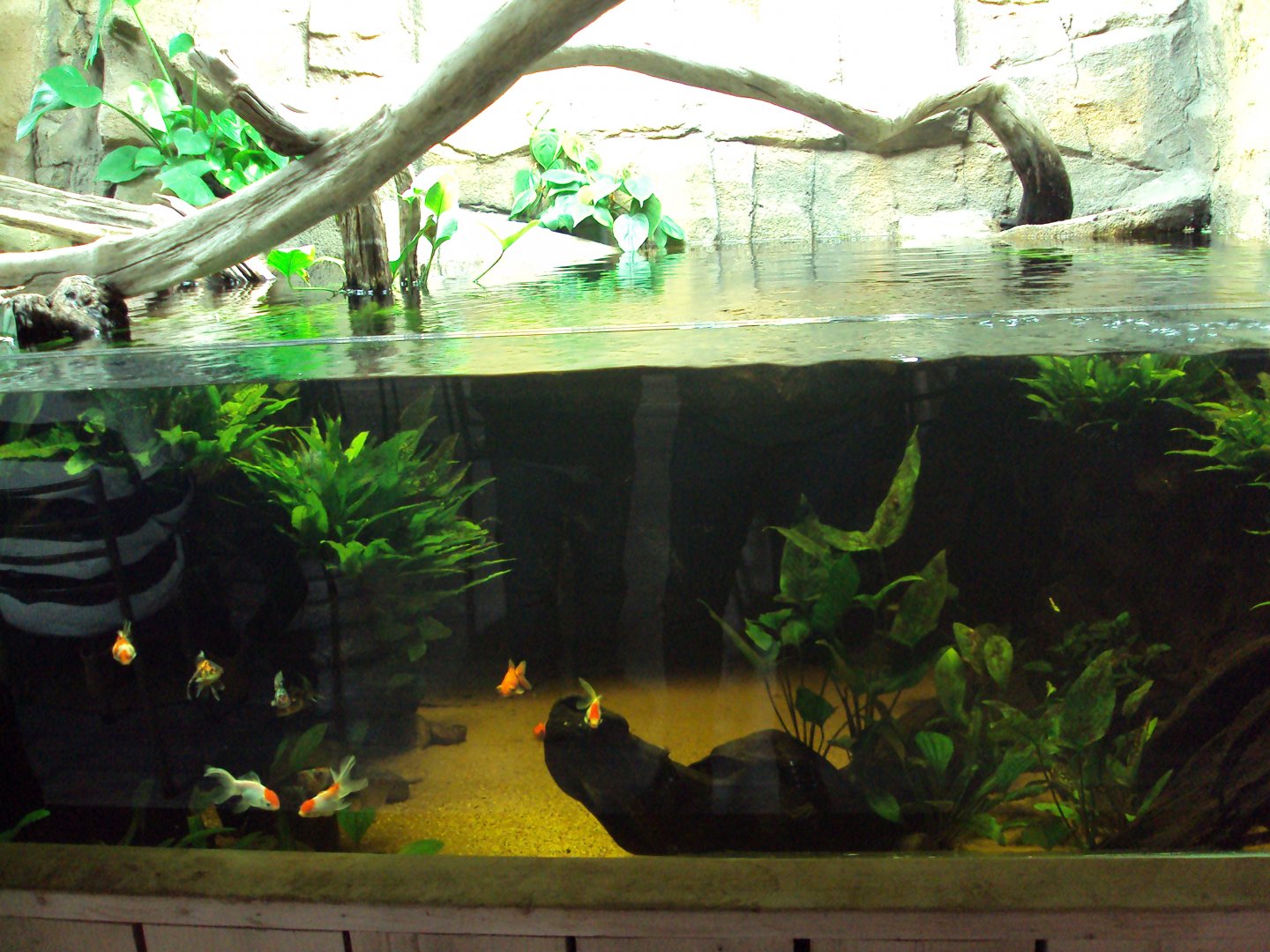 View of Fish Tank before arrival of fish from Australia 22/12/2019