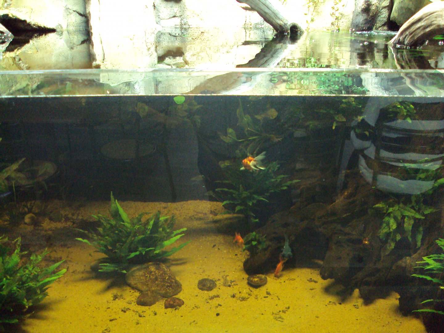 View of Fish Tank before arrival of fish from Australia 22/12/2019