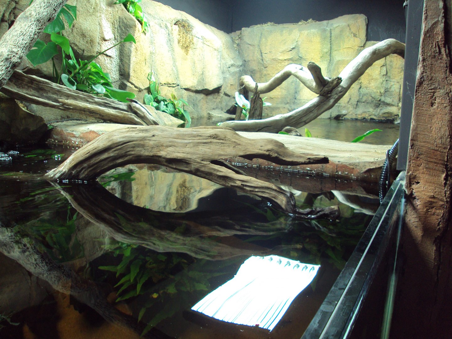 View of Fish Tank before arrival of fish from Australia 22/12/2019