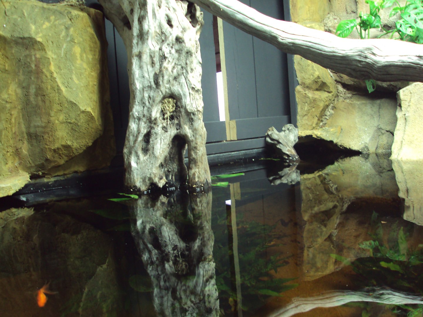 View of Fish Tank before arrival of fish from Australia 22/12/2019