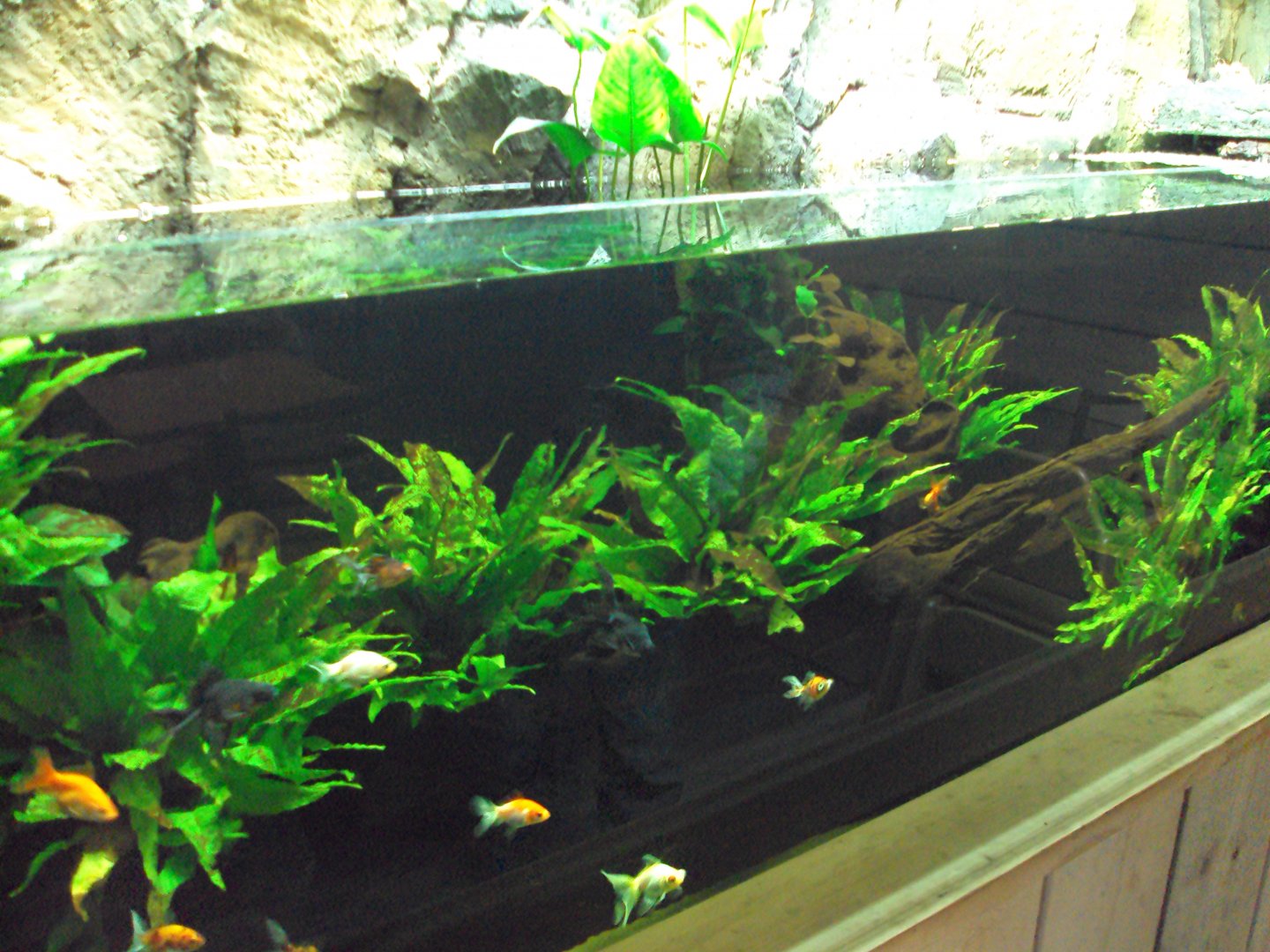 View of Fish Tank before arrival of fish from Australia 22/12/2019