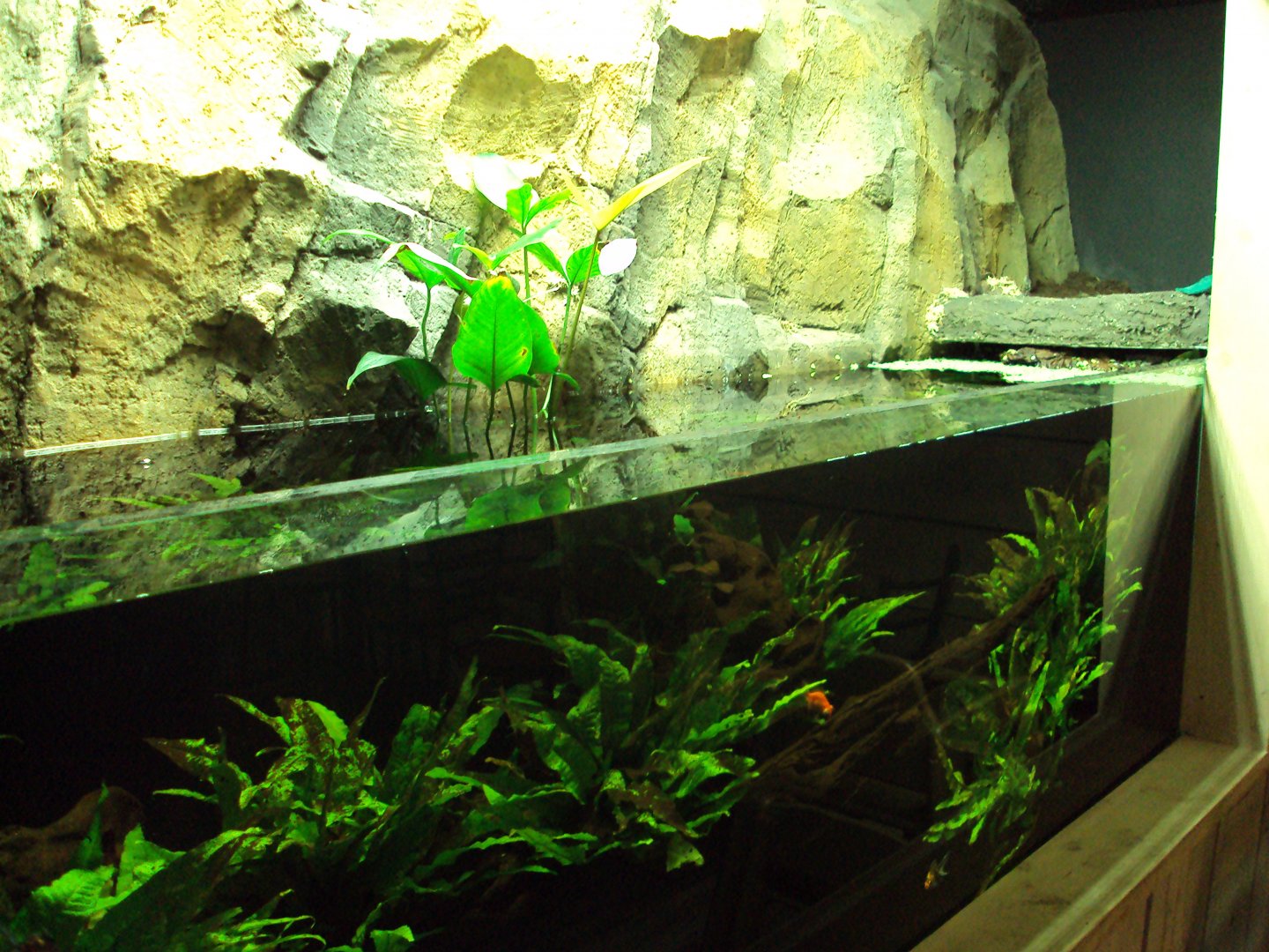 View of Fish Tank before arrival of fish from Australia 22/12/2019